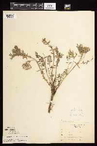 Astragalus crassicarpus image