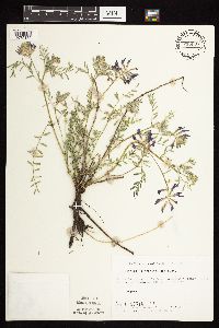 Astragalus crassicarpus var. crassicarpus image