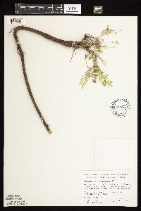 Astragalus crassicarpus image