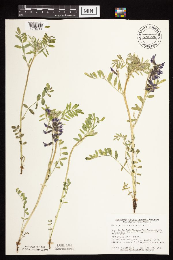 Astragalus crassicarpus var. crassicarpus image