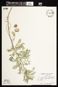 Astragalus crassicarpus image