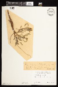 Astragalus crassicarpus image