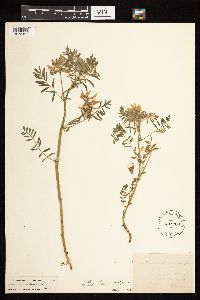 Astragalus crassicarpus var. crassicarpus image