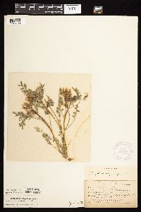 Astragalus crassicarpus image