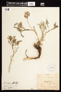 Astragalus crassicarpus var. crassicarpus image