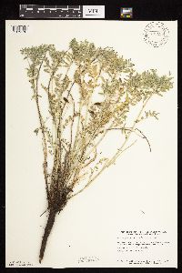 Astragalus crassicarpus var. crassicarpus image