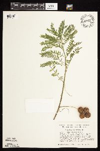 Astragalus crassicarpus image