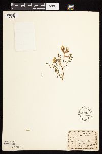 Astragalus crassicarpus var. crassicarpus image