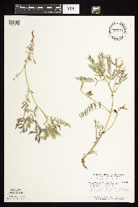 Astragalus crassicarpus var. crassicarpus image