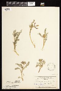 Astragalus crassicarpus image