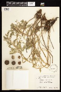 Astragalus crassicarpus var. crassicarpus image