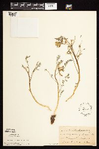 Astragalus crassicarpus var. crassicarpus image