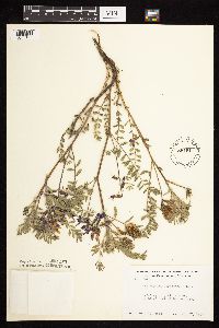 Astragalus crassicarpus var. crassicarpus image