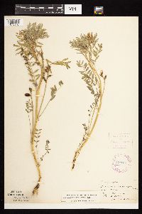 Astragalus crassicarpus var. crassicarpus image