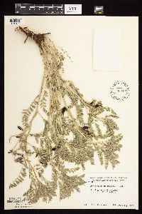 Astragalus crassicarpus image