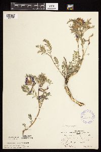 Astragalus crassicarpus image