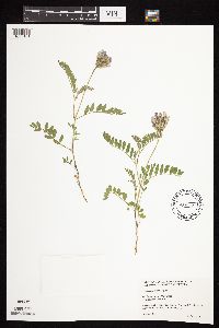 Astragalus crassicarpus image