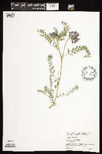 Astragalus crassicarpus var. crassicarpus image