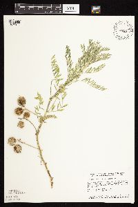 Astragalus crassicarpus var. crassicarpus image