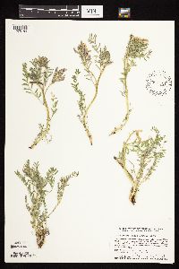 Astragalus crassicarpus image