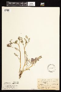 Astragalus crassicarpus var. crassicarpus image