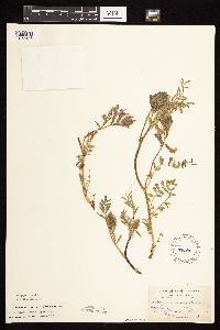 Astragalus crassicarpus image