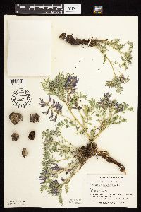 Astragalus crassicarpus image