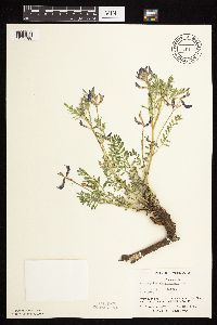 Astragalus crassicarpus image