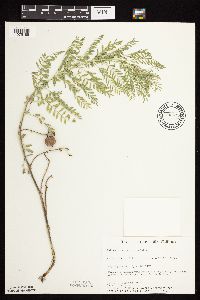 Astragalus crassicarpus var. crassicarpus image