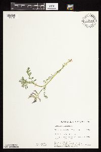 Astragalus crassicarpus var. crassicarpus image