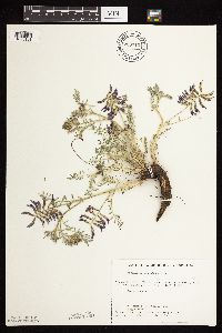 Astragalus crassicarpus image