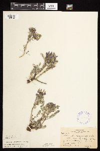 Astragalus crassicarpus image