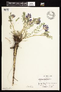 Astragalus crassicarpus var. crassicarpus image