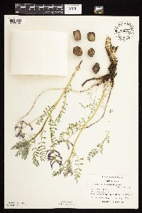 Astragalus crassicarpus image