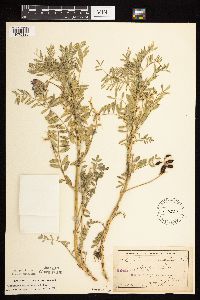 Astragalus crassicarpus var. crassicarpus image