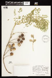 Astragalus crassicarpus image