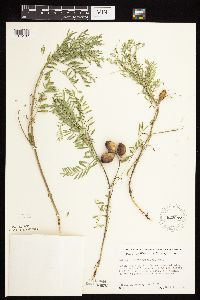 Astragalus crassicarpus image