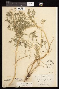 Astragalus crassicarpus image