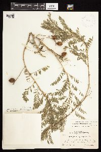 Astragalus crassicarpus var. crassicarpus image