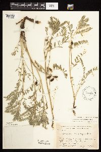 Astragalus crassicarpus image