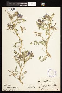 Astragalus crassicarpus image