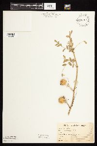 Astragalus crassicarpus var. crassicarpus image