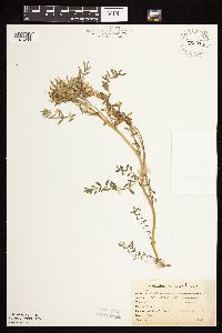 Astragalus crassicarpus var. crassicarpus image