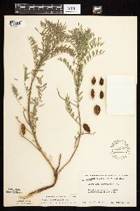 Astragalus crassicarpus image