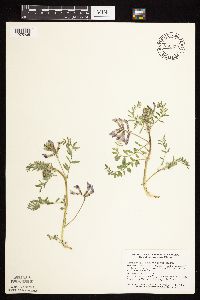 Astragalus crassicarpus var. crassicarpus image