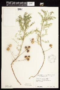 Astragalus crassicarpus image