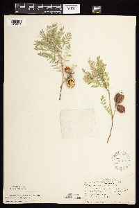 Media resource of Astragalus crassicarpus