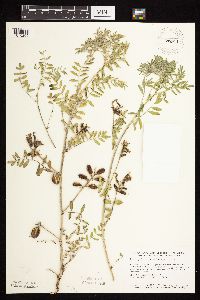 Astragalus crassicarpus var. crassicarpus image