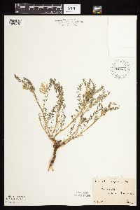 Astragalus crassicarpus var. crassicarpus image