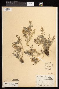 Astragalus crassicarpus image